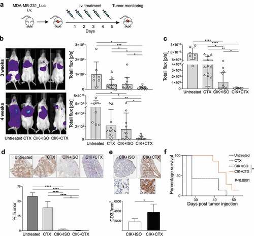 Figure 3. Assessment of CIK+CTX therapeutic activity against TNBC lung metastases. (a) The experimental protocol consisted in the i.v. inoculation of MDA-MB-231_Luc cells, followed the day after by the i.v. administration of CIK cells in combination with CTX (n = 15) or ISO (n = 13), or CTX alone (n = 12); control mice were left untreated (n = 7). (b) Metastasis growth was assessed weekly by BLI on all animals, and one representative mouse for each group is shown at week 3 (upper panel) and week 4 (lower panel) after tumor injection. Overall quantifications of BLI signals are reported as mean ± SD in the right histogram graphs, where symbols refer to individual mice. (c) At the sacrifice time, lungs were excised and BLI signals were quantified and reported as mean ± SD. (d) Representative images of anti-human cytokeratin IHC staining (brown) of lungs recovered from treated mice (upper panels), and the correspondent quantification of the percentage of tumor area (lower panel). Data are presented as mean ± SD. (e) Representative images of anti-human CD3 IHC staining (brown) of lungs as in D, and the correspondent CD3+ cell density quantification. Data are presented as mean ± SD. (f) Kaplan–Meier survival curves of one experiment involving MDA-MB-231_Luc tumor-bearing mice that received CIK+CTX (n = 9), CIK+ISO (n = 6), CTX alone (n = 6), or were left untreated (n = 3). Statistical analysis was performed using the Log-rank (Mantel-Cox) test. *P < .05; **P < .01; ***P < .001; ****P < .0001.