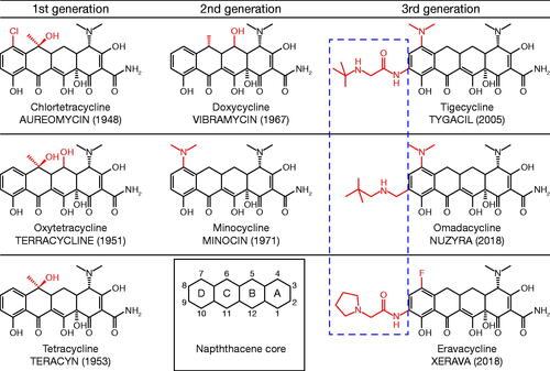 Figure 2. Chemical structures of tetracyclines. Chemical structures of (A–C) rst generation tetracyclines. (A) chlortetracycline (aureomycin), (B) oxytetracycline (terracycline) and (C) tetracycline (teracyn), (D–E) second generation tetracyclines; (D) doxycycline (vibramycin) and (E) minocycline (minocin), and (F–G) third generation tetracyclines; (F) the glycylcycline tigecycline (tygacil), (G) the aminomethylcyclineomadacycline (PTK 0796) and (H) the uorocycline eravacycline (TP–434). The numbers in parentheses indicates the year the antibiotic was discovered/reported. The inset of the DCBA naphthacene core provides the carbon atom assignments for rings A–D.