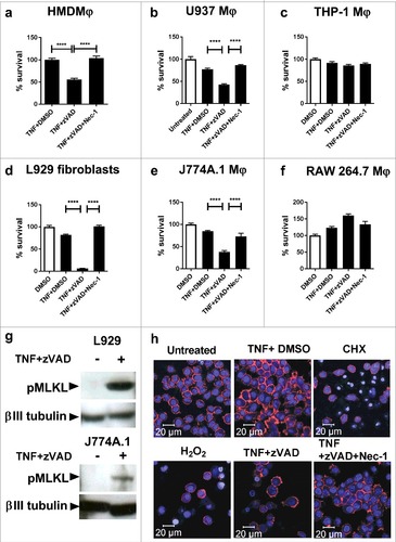 Figure 1. Necroptosis of macrophage cell lines, human MDMs and murine fibroblasts treated with TNFα+zVAD. (a) Human monocyte-derived macrophages (HMDMϕ) were treated for 20 hours with 50ng/mL TNF+DMSO, TNF+30 µM zVAD and TNF+30 µM zVAD + 30 µM Nec-1, before measuring cell survival using a crystal violet assay (normalised to TNFα+DMSO treated control cells). Results are mean +/- SEM n = 4, and are representative of 3 independent experiments. (b) U937 macrophages were treated for 20 hours with 50ng/mL TNF, TNF+30 µM zVAD and TNF+30 µM zVAD + 30 µM Nec-1, before measuring cell survival using a crystal violet assay (normalised to untreated control cells). Results are mean +/- SEM n = 10, and are representative of at least 2 independent experiments. (c) THP-1 were treated for 20 hours with 50ng/mL TNF+DMSO, TNF+30 µM zVAD, and TNF + 30 µM zVAD + 30 µM Nec-1, before measuring cell survival using a crystal violet assay (normalised to DMSO treated control cells). Results are mean +/- SEM n = 10. (d) L929 fibroblasts, (e) J774A.1 macrophages and (f) RAW macrophages were treated for 20 hours with 10ng/ml TNF+ DMSO, TNF + 30 µM zVAD, and TNF + 30 µM zVAD + 30 µM Nec-1. Results are mean +/- SEM n = 10, are expressed as a percentage of DMSO treated controls, and representative of 2–3 independent experiments. Statistics are one way ANOVA with Tukey's post-test. ####p<0.0001. (g) Western blot of lysates of L929 fibroblasts and J774A.1 macrophages that had been treated with 10ng/ml TNFα and 25ng/ml TNFα respectively in the presence of 30 µM zVAD.fmk for 18 hours, developed with antibodies against MLKL phosphorylated at Ser345, or βIII tubulin as a loading control. Results are representative of 2–3 independent experiments. (h) J774A.1 macrophages were seeded on glass slide flasks and untreated or treated with cyclohexamide 2.5 µg/ml, 0.5mM H2O2, TNFα 25ng/ml, TNF + 30 µM zVAD, and TNF + 30 µM zVAD + 30 µM Nec-1. After 20 hours, cells were stained with Alexa-568-phalloidin (displayed as red) and counterstained with DRAQ5 (displayed as blue) before viewing by confocal microscopy. Results are representative of 2 independent experiments