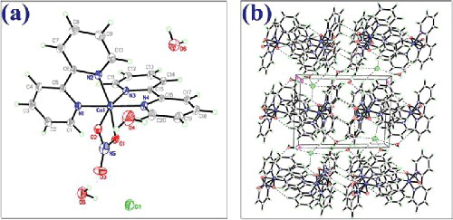 Figure 1. Molecular structure (a) and 3D supra-molecular network (b) of [Co(bpy)2(NO3)]Cl·3H2O.