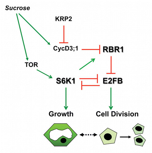 Figure 3. Model explaining the antagonistic functions of E2FB and S6K1. Sucrose availability increases the CycD3;1 amount and presumably the TOR kinase activity, and decreases KRP2. CycD3;1 in complex with CDKA phosphorylates RBR, which releases E2FB and that drives cells into the mitotic cell cycle. On one hand E2FB destabilizes S6K1 and negatively affect cell growth. On the other hand active S6K1 destabilizes E2FB and potentiates RBR to inhibit cell proliferation. This antagonistic relationship of S6K1 and E2FB could play an important role to keep cell proliferation as is the case of small meristematic cells, or allow cells to grow and increase the cell size.