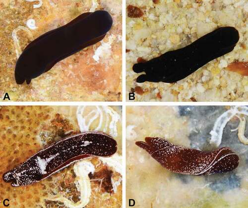 Figure 1. Live images of Nakamigawaia nakanoae sp. nov. (A, C, D) and Nakamigawaia felis (B). A, black morph, Taiwan, ZMBN 116778, animal length (L) = 10 mm (paratype). B, the Bahamas, ZMBN 91108, L = 13 mm. C–D, white dotted morph, Taiwan, ZMBN 116777, L = 8 mm (paratype).