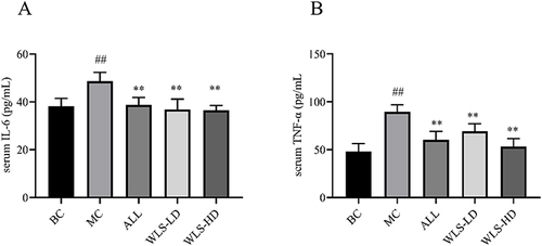 Figure 8 The effect of WLS on the contents of IL-6 (A) and TNF-α (B) in HUA rats. Compared with the BC group, ## p<0.01; Compared with the MC group, **p<0.01.