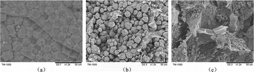 Figure 4. SEM micrographs of maize kernel horny endosperm, floury endosperm and germ (x1200). (a) The micrograph of horny endosperm; (b) the micrograph of floury endosperm; (c) the micrograph of germ