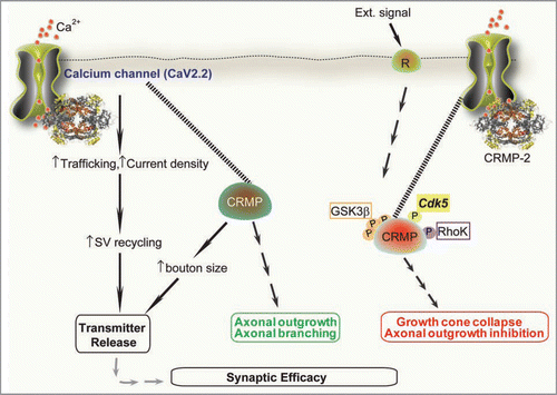 Figure 1 CRMP-2 signaling cascade: a novel role for CRMPs in Ca2+ channel regulation and transmitter release. Extracellular signals, such as extracellular matrix, growth factors and guidance cues (semaphorin 3A) activate Neuropilin-1/Plexin A receptors on membranes.Citation7 A battery of kinases, including RhoK, Cdk5 and GSK-3β phosphorylate CRMPs. Phosphorylated CRMPs have a reduced affinity to tubulin and other interacting molecules and lose their positive effect on axon elongation, thereby causing growth arrest and growth cone collapse. In contrast, non-phosphorylated CRMPs bind strongly to tubulin heterodimers to promote microtubule assembly and Numb-mediated endocytosisCitation30 thereby promoting axon elongation and branching.Citation7 In addition to these classically defined roles for CRMPs, our results suggest that CRMPs (assuming both phosphorylated and non-phosphorylated forms) bind to cytoplasmic loops of the Ca2+ channel and increase their insertion into the membrane, resulting in an increased current density.Citation1 This increase culminates into an increase in the release of the excitatory transmitter glutamate.Citation1 Interestingly, CRMP-2 overexpression increases synapse size not number.Citation1 This suggests that CRMP-2 regulation of transmitters may occur via a direct effect on CaV2.2 or through an effect on changes in synaptic vesicle machinery and release probabilities. Increased synaptic transmission is likely to contribute to synaptic plasticity.