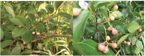Figure 1. Cordia obliqua Willd. fruits