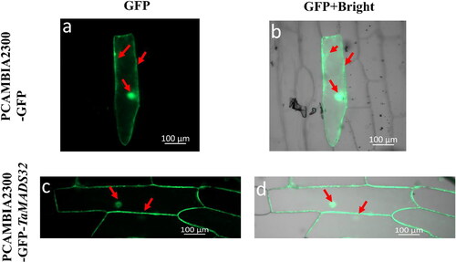 Figure 6. Subcellular localization of TaMADS32 protein in onion epidermal cells. The green fluorescence of PCAMBIA2300-GFP is distributed in the top panel (a,b) and PCAMBIA2300-GFP-TaMADS32 in the bottom panel (c,d). Red arrows indicate the locations where the green fluorescence is distributed.