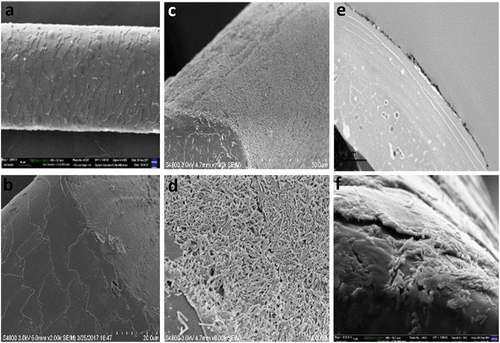 Figure 4. SEM images of pristine hair (a, b), halloysite-coated hair (c–f), side views and cross-sections. Reproduced with permission from [Citation27], copyright by Royal Society of Chemistry, 2018.
