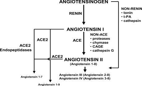 Figure 1 Angiotensin II formation and degradation pathways. Updated from Jugdutt BI. 1998. Angiotensin receptor blockers. In: Crawford MH (ed). Cardiology Clinics Annual of Drug Therapy. Philadelphia: WB Saunders Pub, Vol 2, pp 1–17. Copyright © 1998. Reprinted with permission from Elsevier, with data from Ferrario CM, Trask AJ, Jessup JA. 2005. Advances in biochemical and functional roles of angiotensin-converting enzyme 2 and angiotensin-(1-7) in regulation of cardiovascular function. Am J Physiol, 289:H2281-90. Copyright © 2005.