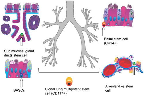 Figure 1. The epithelial stem cells in the human lung.