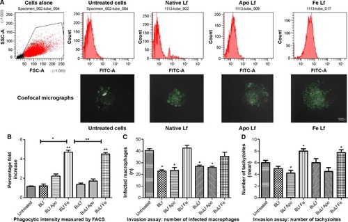 Figure 5 Phagocytic capacity and invasion assay. (A) Flow cytometric analysis showing the pattern of phagocytic capacity in the different iron saturations of proteins confirmed by confocal microscopy (100×). (B) Phagocytic activity of treated and untreated macrophages shown in a bar diagram at 48 hours post-incubation. Significant **P<0.005 phagocytic intensity was found in iron-treated cells. (C) Invasion assay of Toxoplasma tachyzoites for the differently treated groups showed a significant difference **P<0.05 was found in the number of infected macrophages as highest number found in Fe treated cells (P<0.005) compared to untreated group and (*P<0.05) within different groups. Significance difference (*P<0.05) was found in phagocytic capacity of cells when comparison was done between Fe treated group. (D) Significant difference was found (*P<0.05) in the number of tachyzoites per macrophages when compared with untreated group and other groups.