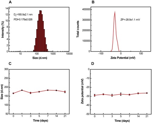 Figure 3 Characterization of dual-functional HCPT/Ce6 nanorods.Notes: Distribution of (A) particle size and (B) zeta potential; stability of (C) particle size and (D) zeta potential as a function of time (0 to 21 days) in purified water. Dh, mean hydrodynamic diameter.Abbreviations: ZP, zeta potential; HCPT, 10-hydroxycamptothecine; Ce6, Chlorin e6; PDI, poly-dispersity index.