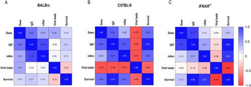 Figure 4. Correlation among vaccination dose (2 and 2 × 104 PFU), IgG, nAbs, viral loads, and survival in different mouse models. Correlation analysis was performed with data (dose, IgG, nAbs, viral loads, and survival), obtained from the experiment shown in Figure 3. Spearman correlation was used to measure the strength of association among dose, IgG, nAbs, and viral loads. Point biserial correlation was used to measure the association between survival and dose, IgG, nAbs, or viral loads. All coefficients are represented in the same heatmap (Correlation matrix and P-values were shown in Table S4A-S4B).