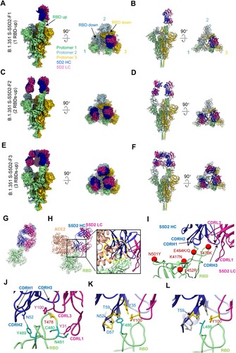 Figure 4. Cryo-EM structures of the SARS-CoV-2 B.1.351 S trimer in complex with S5D2 Fab. (A and B) Side and top views of the B.1.351 S-S5D2-F1 cryo-EM map (A) and pseudo atomic model (B). Only the RBD-1 is in up configuration, which binds with a S5D2 Fab. Protomer 1, 2, and 3 are shown in light green, light blue, and gold, respectively. This colour scheme is followed throughout. Heavy chain and light chain of S5D2 Fab is in medium blue and violet red, respectively. (C and D) Side and top views of the S-S5D2-F2 cryo-EM map (C) and pseudo atomic model (D), with two up RBDs (RBD-1 and RBD-2) each bound with a S5D2 Fab. (E and F) Side and top views of the S-S5D2-F3 cryo-EM map (E) and pseudo atomic model (F), with three up RBDs each bound with a S5D2 Fab. (G) Local refined RBD-1-S5D2 structure. (H) S5D2 Fab and ACE2 (coral, PDB: 6M0J) share overlapping epitopes on RBD and would clash upon binding to the S trimer. Gold circle indicates clashed area. (I) S5D2 Fab binds to the RBD (light green), with major involved structural elements labelled. The mutated amino acids of main variants are marked in red. (J) The involved regions/residues forming hydrogen bond between S5D2 Fab and RBD-1. (K and L) The contact network was altered due to the RBD F486L mutation (in light sea green).