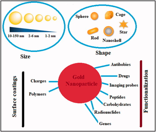 Figure 6. Gold nanoparticles physicochemical properties and functionalization against cancer.