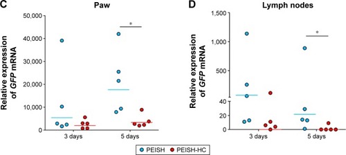 Figure 3 Reporter gene expression in non-neuronal tissues.Notes: Firstly, GFP mRNA expression profile was qualitatively evaluated in non-neuronal tissues at 3 (A) and 5 (B) days post-administration. Relative GFP gene expression in paw (C) and lymph nodes (D) at 3 and 5 days post-administration of PEI-based nanoparticles in the left footpad. (A and B) For each tissue, over the columns, the number of animals expressing GFP mRNA in relation to the total number of animals evaluated is indicated (ie, 1/5 indicates one animal expressing GFP mRNA in a total of five animals analyzed at the same time point). (C and D) *Denotes P<0.05; lines represent the geometric mean.Abbreviations: pDNA, plasmid DNA; PEI, poly(ethylene imine); PEISH, thiolated poly(ethylene imine); HC, carboxylic fragment of tetanus toxin.