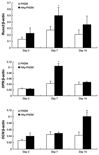 Figure 7 Real-time polymerase chain reaction analysis of Runx2, OPN, and OCN messenger ribonucleic acid expression in periodontal ligament stem cells on two scaffolds.Notes: Gene expression was normalized to housekeeping gene β-actin expression. Periodontal ligament stem cells were cultivated for 3, 7, and 14 days on PADM and HAp-PADM. Data represents mean ± standard deviation (n = 3); *P < 0.05; **P < 0.01 (PADM versus HAp-PADM).Abbreviations:OPN, osteopontin; OCN, osteocalcin; HAp-PADM, hydroxyapatite-coated porcine acellular dermal matrix; PADM, porcine acellular dermal matrix.