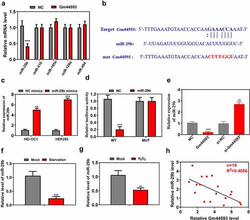 Figure 3. miR-29b is the direct target of lncRNA Gm44593. (a) 5 miRNAs were predicted to work with lncRNA Gm44593. Only miR-29b was downregulated. (b) The potential binding sequence between miR-29b and lncRNA Gm44593 were showed. (c) The overexpression efficiency was confirmed via real-time PCR in HEI-OC1 and HEK cells. (d) Dual-luciferase reporter assay showed that the relative activity was significantly downregulated in miR-29b group. (e) Overexpression of lncRNA Gm44593 reduced the expression of miR-29b, while knockdown of lncRNA Gm44593 increased the expression of miR-29b. (f) The expression of miR-29b was significantly downregulated upon starvation treatment. (g) The expression of miR-29b was significantly downregulated upon H2O2 treatment. (h) lncRNA Gm44593 negatively regulate the expression of miR-29b.