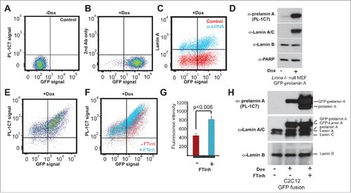 Figure 2. Quantitative detection of prelamin A by intracellular flow cytometry (IFC). Prelamin A is detected by PL-1C7 antibody in Lmna−/− MEFs stably transfected with Doxycycline (Dox)-inducible GFP-Lmna transgene using IFC. (A). Control, non-induced GFP-Lmna MEFs (“x” axis, GFP-fusion; “y” axis, prelamin A signal detected using PL-1C7 antibody). (B). Control GFP-Lmna MEFs after 24 hr Dox treatment stained with secondary antibody only (No PL-1C7). (C). Detection of both precursor and processed Lmna gene products (lamin A) with anti-lamin A/C antibody in GFP-Lmna MEFs after 24 hr Dox treatment. (D). Western blot analysis of GFP-Lmna MEF cells treated with Dox for 24h. GFP signal is present on mature lamin A as well as prelamin A. Prelamin A accumulation was detected using the PL-1C7 antibody. Antibodies against lamin A/C, lamin B and PARP1 were used as controls. (E). Dox-treated GFP-Lmna MEF stained with PL-1C7 antibody (prelamin A). (F). Farnesyl transferase inhibitor (FTinh) induced prelamin A accumulation in GFP-Lmna MEFs detected by IFC using the PL-1C7 antibody (G). Fluorescence geometric median of prelamin A detection using PL-1C7 by IFC after FTihn treatment of GFP-Lmna MEFs. (H). Western blot analysis to detect prelamin A accumulation in Dox induced GFP-Lmna C2C12 myoblasts upon FTinh treatment. Antibodies against lamin A/C and lamin B were used as controls. See also Fig. S2.