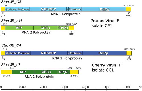 Fig. 2 (Colour online) Schematic 3diagram of the genome organization of the proposed and RACE-confirmed Prunus virus F (PrVF) isolate CP1 (Stac-3B_C3 plus Stac-3B_c11) and cherry virus F (CVF) isolate CC1 (Stac-3B_C4 plus Stac-3B_c7). RNA1 and RNA2 segments are shown in blue and green, respectively, with CVF in darker shades than PrVF. Untranslated regions (UTRs) are shown in yellow. Vertical lines demarcating gene products in the coding sequences of each segment are placed at the protease cleavage sites. Abbreviations are as follows: NTP-BPP = nucleoside triphosphate binding protein peptide; RdRp = RNA dependent RNA polymerase; MP = movement protein; CP(L) = large capsid protein; CP(S) = small capsid protein. The putative genome-linked protein (VPg) is located between NTP-BPP and 2protease and is marked with an asterisk. Figure layout is adapted from Koloniuk et al. (Citation2018).
