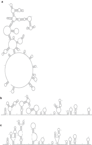 Figure 1. Structure drawings in the (a) ‘radial’, (b) ‘flat base’, and (c) ‘rigid’ layouts.