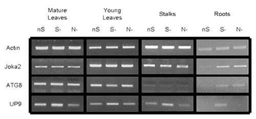 Figure 6 Expression of Joka2, ATG8f and UP9 in various parts of LA Burley 21 plants. The 8-week-old plants grown in nutrient-sufficient (nS) medium were transferred for 2 d into S- or N-deficient medium and, as a control, to nS again. Gene expression was monitored by sqRT-PCR. expression of actin (Tac9) served as a control. The UP9 contains the mixture of UP9C and UP9A (both induced by sulfur starvation) because the used primers amplify both products.