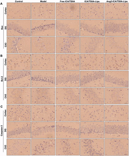 Figure 8. Inhibitory effect of varying formulations on apoptosis in APP/PS1 mice. (A–C) Representative images of apoptotic-related proteins Bax (A), Bcl-2 (B), and caspase-3 (C) in cortex and hippocampus of APP/PS-1 mice by immunohistochemical staining, scale bar = 250 μm (n = 5).