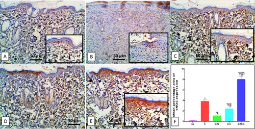 Figure 12. Representative photomicrograph of eNOS immunoexpression in the skin sections of different experimental groups. A: No expression in the control group. B: the diabetic group shows moderate expressions in dermal vascular endothelium and invading cells. C and D: the diabetic + ZW and diabetic + dapagliflozin groups show few expressions in dermal vascular endothelium and invading cells. E: the diabetic + ZW + dapagliflozin group shows high expression in epidermal cells, dermal vascular endothelial blood vessels, blood cells, invading cells, insert, high expression in the cytoplasm of invading polymorphonuclear and mononuclear cells, vascular endothelial cells. Faint to mild expression in the sebaceous gland and invading Mono- and polymorphonuclear cells. F: Histogram represented the percentage of skin that was immunostained with eNOS. * vs. Control group; # vs. Diabetic group; @ vs. Diabetic + ZW group, and $ vs. Diabetic + dapagliflozin group. Image magnification = 400X, bar = 50 µm.