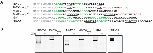 Figure 5. In vitro Xrn1 digestion assays investigating XR of known frameshifting pseudoknots. (A) Grey letters denote the leader present on RNA constructs used in this assay, followed downstream by the S1 (green) and S2 (underlined) elements, in addition to the hp2 element from xrRNABNYVV (red for the stem) for BWYV and MMTV. Sequences used were derived from accession numbers X13063 (BWYV) and D16249 (MMTV), while for IBV the ‘minimal’ pseudoknot in which its 32-nt long, functionally redundant L2 element is shortened, is used [Citation43]. (B) Denaturing polyacrylamide gels showing results for in vitro Xrn1 digestion assays on constructs as given in (A).