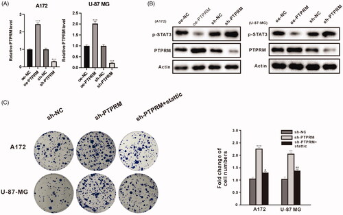 Figure 2. PTPRM and phosphorylation of STAT3 levels were associated with the proliferation of GBM cells. A172 and U-87 MG cells were transfected with oe-PTPRM or sh-PTPRM and their negative controls (NC). (A) The mRNA level of PTPRM was quantified by qRT-PCR. (B) The protein levels of PTPRM and p-STAT3 were detected by western blot. (C) A172, U-87 MG cells were treated with sh-PTPRM or sh-NC or stattic (STAT3 inhibitor). The colony formation assay was used to detect and compare the cell cloning formation. **p < 0.01 vs. sh-NC. ***p < 0.001 vs. sh-NC or oe-NC. #p < 0.05 vs. sh-PTPRM. ##p < 0.01 vs. sh-PTPRM.