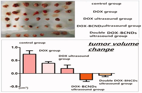 Figure 6. Gross anatomy of the tumors and tumor volume changes in the mice of each group.