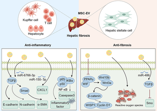 Figure 2 Mechanisms of mesenchymal stem cells in treating liver fibrosis. MSC-EVs can inhibit liver fibrosis by reducing inflammatory response, suppressing hepatic stellate cell activation and proliferation, and promoting hepatocyte regeneration.