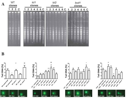 Figure 5. Evaluation of genomic instability at the karyotype level (a) and DNA double-strand breaks level (b) A. Electrophoretic karyotyping (PFGE separation) of haploid wild-type yeast strain BY4741, isogenic mutant strains lcl1Δ, lcl2Δ and bud1Δ (rho+ and rho°) and clones generated as daughters of an old mother. B. DNA double-strand breaks (DSBs) assessment was performed using neutral comet assay. As a DNA damage marker, the %tail DNA was used. The bars indicate SEM, n = 100, *p < 0.05, **p < 0.01, ***p < 0.001 compared to the rho+ strain, #p < 0.05, ##p < 0.01, ###p < 0.001 compared to the rho° strain (ANOVA and Dunnett’s a posteriori test). The typical micrographs are shown (bottom). DNA was visualised using YOYO-1 staining (green)