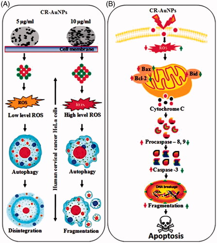 Figure 10. (A) Schematic representation of cellular modulation induced by CR-AuNPs in human cervical cancer (HeLa) cells. CR-AuNPs (5 and 10 µg/ml) induced in HeLa cells through ROS level in low and high increased in dose-dependent manner. Depending on ROS level generated by CR-AuNPs autophagy induction might be related with megakaryocytic disintegration and/or fragmentation in HeLa cells. Although high doses of CR-AnUPs (10 µg/ml) induced autophagy apoptosis, low dose (5 µg/ml) did not lead to any proliferation inhibitory or cytotoxic effects in HeLa cells. (B) The fundamental signalling pathway of CR-AuNPs induced apoptosis in cervical cancer HeLa cells.