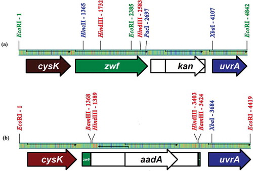 Fig. 2. Comparison of the zwf fragments of (a) the plasmids pCS101, pCS187, pCS265, pCS445and pSG45 with (b) the zwf region of the chromosome of SZD1 cells.