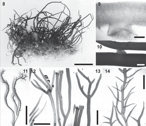 Figs 8–14. Calliblepharis hypneoides. Vegetative morphology. 8. Habit consisting of a fibrous basal system of entangled branches from which upright axes arise. 9. Peg-like projection of an axis of the basal system. 10. Branches connected by a lateral peg-like projection. 11. Vegetative upright axes sparsely and pseudodichotomously branched, that bear numerous spiniform proliferations in median and upper parts. 12. Upright axes with pseudodichotomous and apparent verticillate branchlets growing from a damaged part of the thallus. 13. Upright axes with opposite branches. 14. Upright axes with numerous alternate branchlets bearing tetrasporangial sori. Scale bars = 1 cm (Figs 8, 11), 200 µm (Fig. 9), 400 µm (Fig. 10) and 3 mm (Figs 12–14).