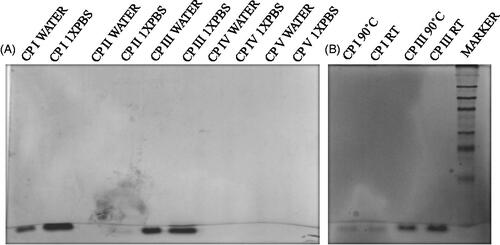 Figure 4. Semi-native SDS-PAGE to study (A) oligomerization of CP I and CP III in water as well as in 1× PBS, and (B) thermal stability of the CP I and CP III.