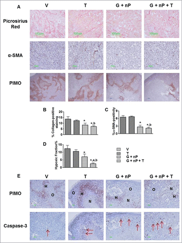 Figure 6 (See previous page). Effect of TH-302 (T) in combination with gemcitabine (G) and nab-paclitaxel (nP) on tumor microenvironment. PANC-1 tumor bearing animals received T, 50 mg/kg, ip; G, 60 mg/kg ip; and nP 30 mg/kg, iv, at a Q3Dx5 regimen. Tumors were collected 24 hrs after the last treatment. (A), representative images of Picrosirius red histology staining, α-smooth muscle actin (α-SMA) and pimonidazole immunostaining in vehicle (V), T alone, G + nP doublet and G + nP + T triplet groups. Morphometric analysis of (B) percentage of extracellular collagen by Picrosirius red staining; (C) percentage of α-SMA positivity inside the tumor; and (D) hypoxic fraction in the whole tumor by pimonidazole immunostaining. *, p < 0.05 as compared to Vehicle (V). a, P < 0.05 as compared to G + nP; b, P < 0.05 as compared to T alone. (E), representative images of pimonidazole and Caspase-3 immunostaining on consecutive sections. H, hypoxic compartment; O, oxic compartment; N, necrotic region; arrow, indicating the positive cells.