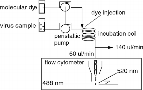 FIG. 6 The flow configuration to stain and detect the BLV inline with the Partec CyFlow® space flow cytometer.