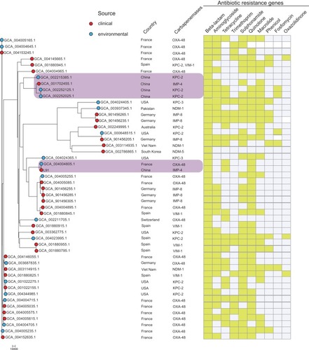 Figure 2 At the far left of the figure is the maximum likelihood core-gene phylogeny generated by kSNP. The red circle represents the isolate from the hospital and the blue circle represents the isolate from the environment. The figure also indicates which country the isolate is from and the carbapenemase gene carried. The gene sequence of the isolate was uploaded to Center of Genomic Epidemiology (http://www.genomicepidemiology.org/) to obtain antibiotic resistance gene type contained in the isolate. The heatmap is used to display the types of antibiotic resistance genes. Yellow indicates that the isolate carries such genes, and colorless means that the genes are not carried.