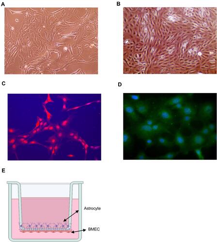 Figure 2 Blood–brain barrier (BBB) model in vitro. (A) Image of astrocytes. (B) Image of endothelial cells. (C) GFAP immunofluorescence staining of astrocyte. (D) vWF immunofluorescence staining of mice BMVECs. (E) Schematic of BBB model in vitro.