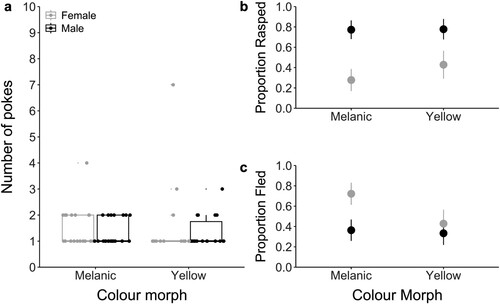 Figure 3. a) The number of pokes required to elicit a defensive response for melanic (nfemale = 9, nmale = 11) and yellow (nfemale = 7, nmale = 9) Hemideina maori. Medians are represented as horizontal bars, and the lower and upper hinges correspond to the first and third quartiles. The upper and lower whiskers extend to the largest and smallest values within 1.5 IQR (inter-quartile range) from the hinges. b) The proportion of wētā that exhibited rasping (defined as rubbing of femurs against abdomen to make a rasping sound). c) The proportion of wēta that fled (defined as running away from the stimulus). Means for females (shown in gray) and males (in black) and standard error of means are represented.