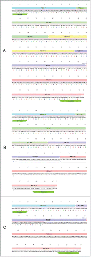 Figure 2. The sequences of the 3 MAD2 isoforms. (A) The coding sequence for MAD2L1 contains a 618-bp open reading frame (pale pink bar) consisting of 5 exonsCitation22 that are translated into a 205-amino acid protein. (B) MAD2β, first described by Yin et al.,Citation20 does not contain exon 3 of MAD2. The transcript contains a 273-bp open reading frame that is translated into a 90-amino acid protein. (C) In MAD2γ, exons 2 and 3 are also removed by alternative splicing. MAD2γ contains a 126-bp open reading frame, which is predicted to encode a 41-amino acid peptide.