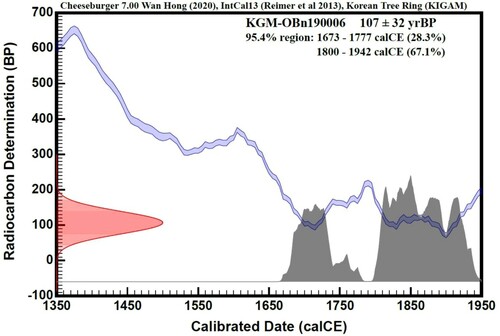 Figure 3. Age dating graph. Radiocarbon determination dates (14C age) are calculated by Libby’s half-life, based on the ratio of 14C/12C (ordinate). The red color indicates the radiocarbon determination (BP) results of the bone sample. The Abscissa shows calibrated date (calCE = calAD) which is adjusted data of radiocarbon determination using calibration curves (blue line) of IntCal13 and Korean tree ring. The Grey color indicates calibrated age dating of bear specimens in the 95.4% region.