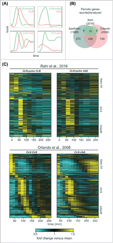 Figure 2. A large program of cell-cycle transcription persists in cells lacking B-cyclins. (A) Cartoon line graphs illustrating the levels of G1 cyclin-CDKs (green) and B-cyclin-CDKs (red) in the time-course experiments from Rahi et al.Citation33 (top panels) and Orlando et al.Citation27 (bottom panels). (B) Venn diagrams showing the relationships of sets of cell-cycle genes reported previouslyCitation1,Citation27 and those examined by Rahi et al.Citation33 (C) Heat maps showing transcript dynamics of 881 cell-cycle genes (in the same order) in CLB control and clb△ mutant datasets from Orlando et al.Citation27 (bottom panels) and Rahi et al.Citation33 (top panels). In all experiments, early G1 cells were released into the cell cycle (with the CLB expression shut-off for B-cyclin mutants) for time-series gene expression profiling. Transcript levels are depicted as fold change versus mean in each individual dataset. Gene lists and corresponding microarray probes can be found in Table S2. See also Figures S1 and S2.