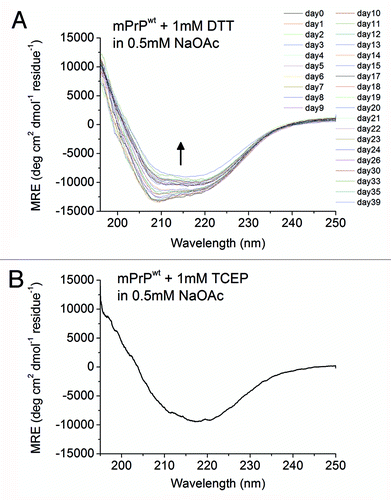 Figure 7. Spontaneous conformational transition of mPrPwt after addition of disulfide-bond reducing agents. (A) The CD spectra of mPrPwt (0.14 mg/mL) in 0.5 mM NaOAc, pH 7 with 1 mM DTT, recorded after incubated for the indicated time at 25°C. The protein was kept inside the quartz cuvette throughout the experiment. The direction of the spectral change is indicated by an arrow. (B) The CD spectrum of mPrPwt (0.14 mg/mL) in 0.5 mM NaOAc, pH 7 with 1 mM TCEP was recorded immediately after sample preparation.