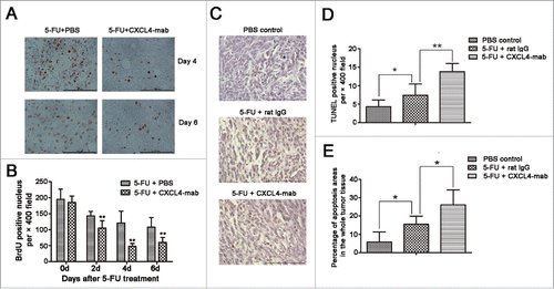 Figure 4. CXCL4-mab inhibits proliferation and promotes apoptosis of colon-cancer cells after 5-FU chemotherapy. Mice were inoculated with 1×106 CT26 cells, and when the tumor size was about 400 mm3, CXCL4-mab (1 mg/kg) or rat IgG control (1 mg/kg) were injected after 5-FU (150 mg/kg) administration. 4 d later, mice were sacrificed, and tumor tissues were removed for proliferation and apoptosis immunohistochemical staining. (A) Representative photomicrographs of cells in the active cell cycle labeled by BrdU in CT26 tumor tissues. (B) Quantitative presentation of the BrdU-positive cells in CT26 tumor tissues. Five fields per mouse were counted for BrdU-positive cells. (C) Representative photomicrographs of scattered apoptotic cells in tumor tissues stained by the TUNEL method. (D) Quantitative presentation of the scattered TUNEL-positive cells in CT26 tumor tissue. Five fields per mouse were counted for TUNEL-positive cells. Six mice for each group. (E) Quantitative presentation of the percentage of apoptotic areas in the whole tumor tissue. Six mice for each group.*P < 0.05, **P < 0.01 vs. 5-FU treated control mice.