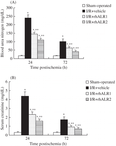 Figure 1. Effects of rhALR treatment on renal function. Rats subjected to renal I/R exhibited elevated blood urea nitrogen (A) and serum creatinine (B) levels compared with sham-operated rats. These elevated levels were significantly lowered in rats treated with rhALR1 or rhALR2 (p < 0.05). The levels of blood urea nitrogen and serum creatinine were lower in I/R+ALR2 rats than in I/R+ALR1 rats (p < 0.05).Notes: Data shown are mean ± SD.*Denotes p < 0.05 versus the sham-operated group. **Denotes p < 0.05 versus the I/R+vehicle group.