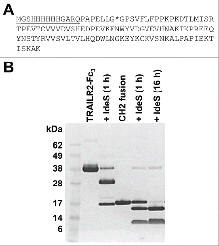 Figure 5. IdeS cleavage of a CH2-peptide fusion protein. (A) Amino acid sequence of the CH2-peptide fusion protein. The CH2 domain sequence contained an N-terminal peptide extension (underlined) with a 6x histidine tag and additional vector derived sequence. The terminal methionine residue is shown in gray to reflect processing of this residue that occurs during bacterial expression. The predicted IdeS cleavage site is denoted by an asterisk. (B) Reducing SDS-PAGE (4–12% Bis-Tris gel) of purified TRAILR2-Fc3 and CH2-peptide fusion proteins (lanes 2 and 4 respectively), and after treatment of 52 μM samples with 2 U/μL IdeS at 37°C (lanes 3, 5 and 6). IdeS-treated samples appear in lanes to the right of the untreated sample, and the IdeS incubation times are noted in parentheses. In contrast to TRAILR2-Fc3 cleavage (lane 3), the CH2-peptide fusion was only partially cleaved after a 1 h incubation with IdeS (lane 5). However, extending the incubation time to 16 h under otherwise identical cleavage conditions led to near complete cleavage of the CH2-peptide fusion (lane 6).