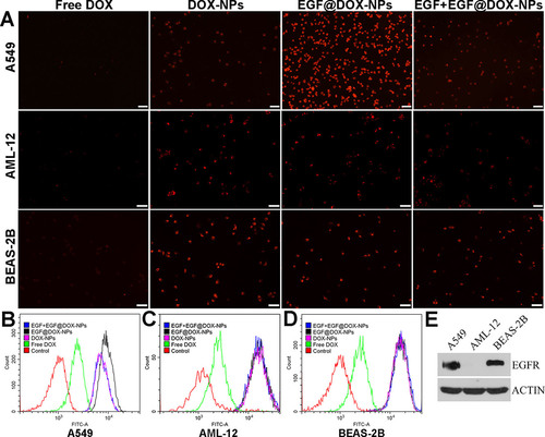 Figure 4. In vitro cell uptake. (A) Fluorescence microscopy images showing the uptake of DOX NPs into the EGFRhigh A549 cells, and the EGFRlow AML-12 and BEAS-2B cells. (DOX concentration: 2.5 µg/mL, EGF pretreatment for 4 h in the EGF + EGF@DOX-NPs group; Scale bar: 100 µm). (B–D) DOX content in the A549, AML-12, and BEAS-2B cells was determined by flow cytometry. (E) EGFR protein expression in the A549, AML-12, and BEAS-2B cells was assessed by Western blot analysis. β-Actin expression served as a loading control.